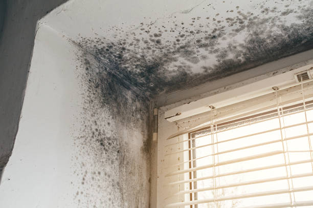 Affordable Black Mold Remediation solutions in Port Trevorton, PA