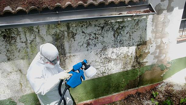 Top rated local Black Mold Remediation specialists in Port Trevorton, PA